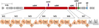 The Surfactin-Like Lipopeptides From Bacillus spp.: Natural Biodiversity and Synthetic Biology for a Broader Application Range